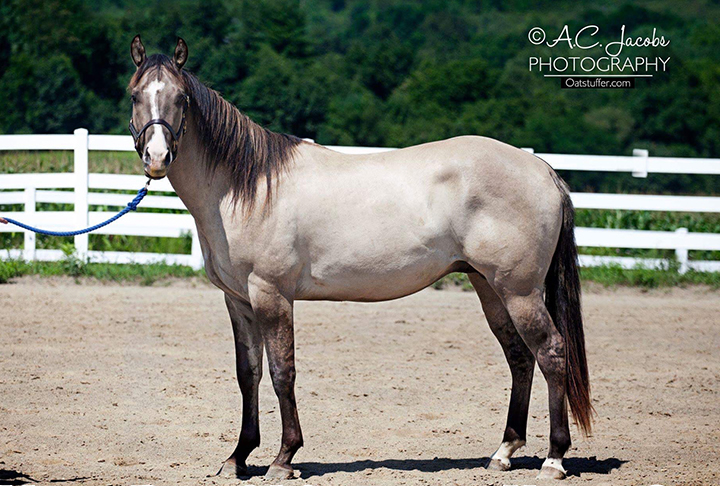 Vanzi Bars N Stripes - AQHA Quarter Horse Gulla Homozygous Dun Stallion